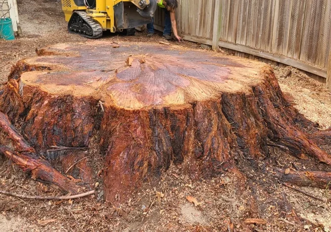 Sound Stump Removal 14