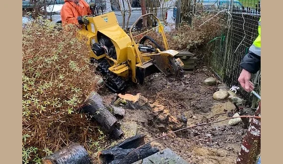 Sound Stump Removal 7