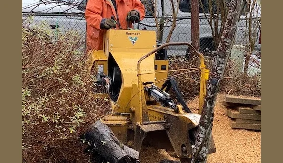 Sound Stump Removal 9